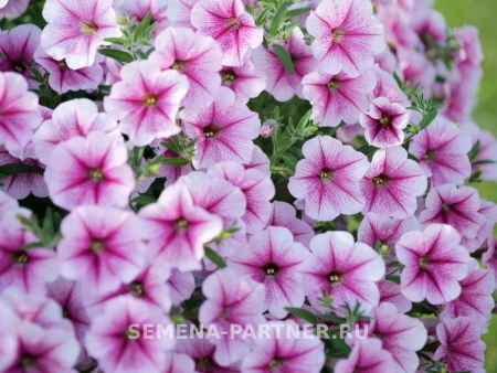 Петуния «Зацветёт LONG» РАЗЛИ ДАЗЛИ F1 5шт в амп