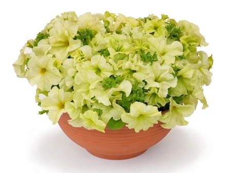 Петуния СОФИСТИКА ЛАЙМ ГРИН F1 5шт в амп