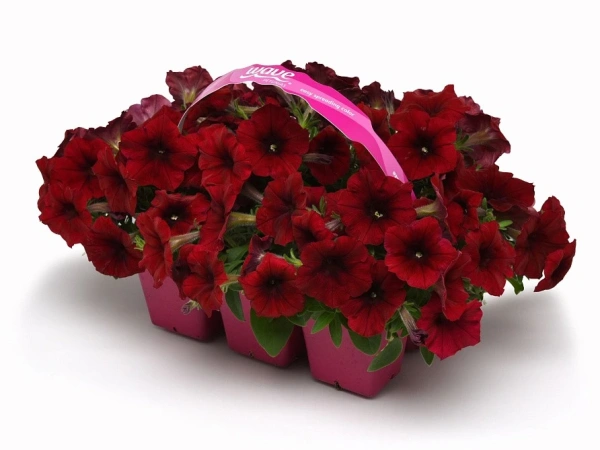 Петуния ИЗИ ВЭЙВ РЕД ВЕЛЮР F1 5шт в амп