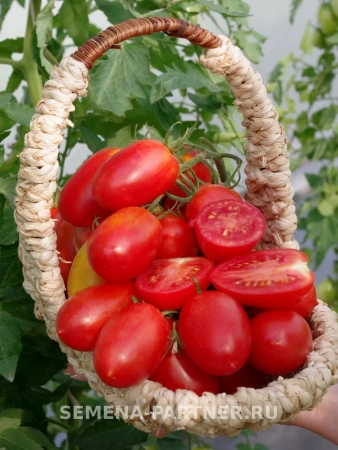 Томат КОСТИК F1 2-ной пак. 10шт