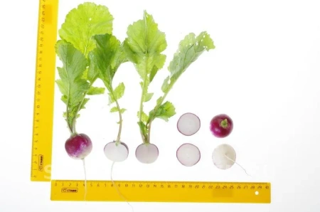 Редис МАРГО 3г