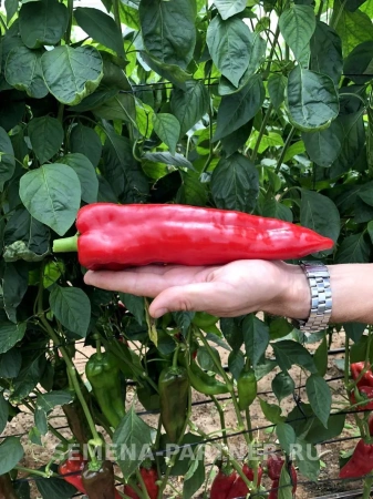 Перец сладкий ЛАСАНТА F1 2-ной пак. 5шт