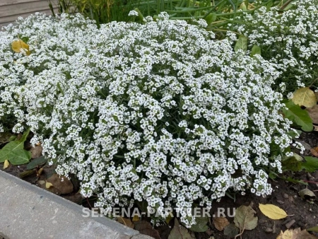 Алиссум ампельный СНОУ ВЭЙВ 10шт в амп