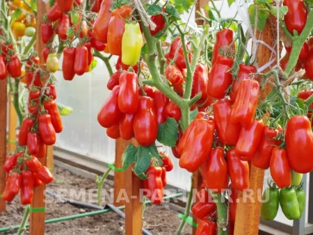 Томат ЖИГОЛО 2-ной пак. 0,05г (снова в продаже)