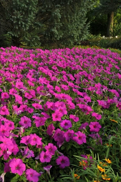 Петуния ИЗИ ВЭЙВ НЕОН РОУЗ F1 5шт в амп