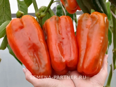 Перец сладкий ФЛАГМАН F1 2-ной пак. 5шт