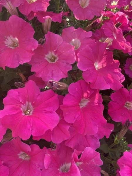 Петуния серия «Ма Шери» ФИОНА F1 5шт в амп