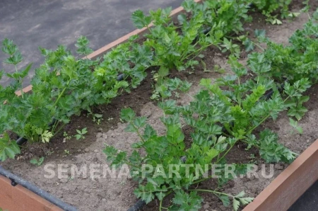 Сельдерей листовой НЕЖНЫЙ 0,3г