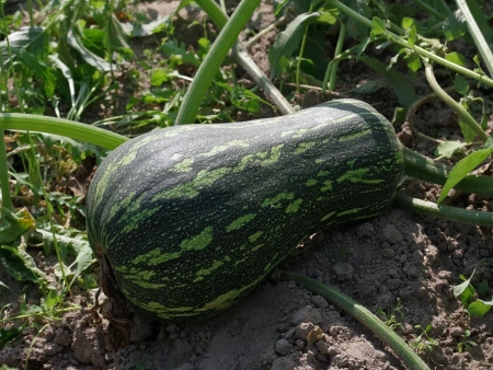 Тыква КВАКИ F1 мускатная 5шт