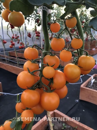 Томат черри ЗЛАТОЯР F1 2-ной пак. 5шт Томат черри ЗЛАТОЯР F1 2-ной пак. 5шт