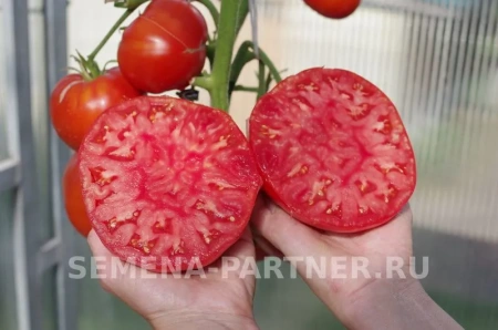 Томат БАБУШКИНО 2-ной пак. 10шт