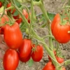 Томат Мариана F1 Франция Pro 5шт