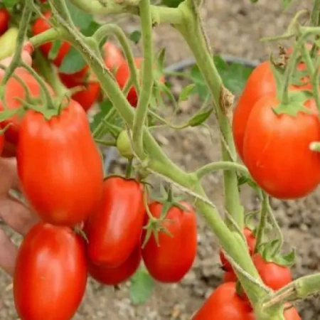 Томат Мариана F1 Франция Pro 5шт