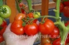 Томат ВЕРОЧКА F1 2-ной пак. 0,1г