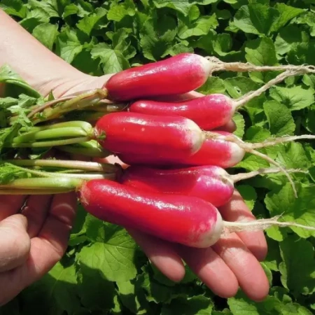 Редис Мила Германия Pro 1,5г