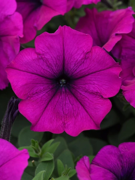 Петуния ИЗИ ВЭЙВ ВИОЛЕТ F1 5шт в амп