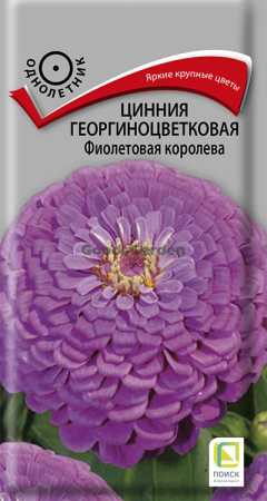 Цинния георгиноцветковая Фиолетовая королева (ЦВ) 0,4г