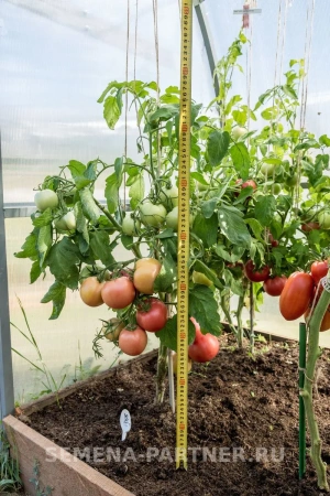 Томат ИМПЕРАТОРСКАЯ СЛАБОСТЬ F1 2-ной пак. 0,05г Томат ИМПЕРАТОРСКАЯ СЛАБОСТЬ F1 2-ной пак. 0,05г