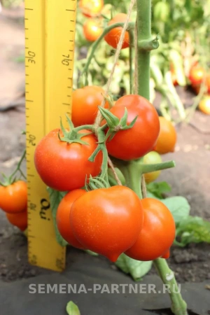 Томат АГАША F1 2-ной пак. 0,05г