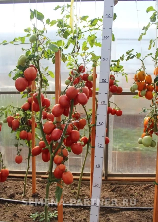 Томат СИНДБАД F1 2-ной пак. 0,05г/10шт