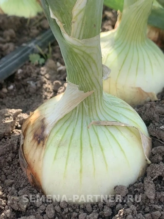 Лук репчатый УНИВЕРСО F1 0,5г