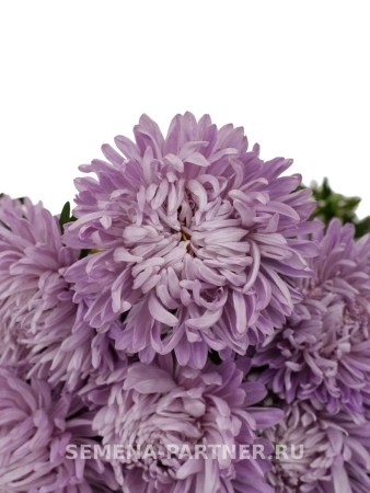 Астра китайская ВЕЧЕРНЯЯ ТАЙНА 5шт в амп