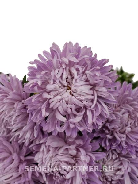 Астра китайская ВЕЧЕРНЯЯ ТАЙНА 5шт в амп