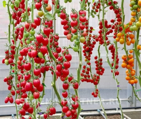 Томат МОНЕ F1 2-ной пак. 10шт Томат МОНЕ F1 2-ной пак. 10шт