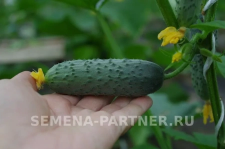 Огурец ТРЮКАЧ F1 2-ной пак. 5шт