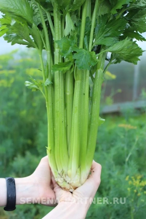 Сельдерей черешковый МАЛАХИТ 0,3г