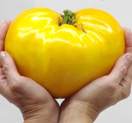 Томат ЖЕЛТАЯ ИМПЕРИЯ F1 2-ной пак. 10шт