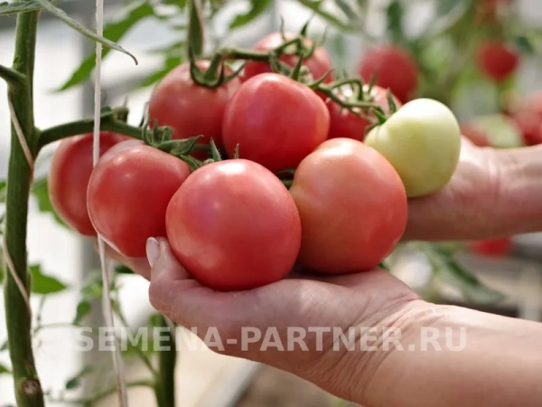 Томат РЕСПЕКТ F1 2-ной пак. 10шт (ожидается поступление в декабре)