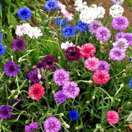 Василек синий Фрости смесь Германия Pro 1г