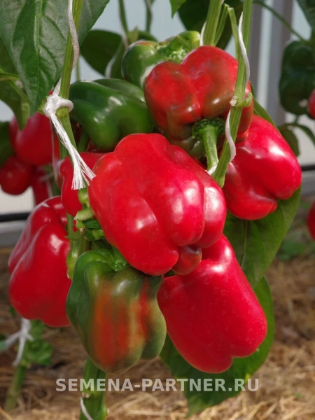 Перец сладкий ГУБЕРНАТОР F1 2-ной пак. 10шт (ожидается поступление в декабре)