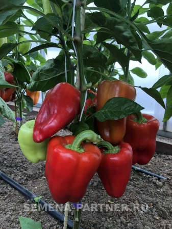 Перец сладкий РЕГОР F1 2-ной пакет 5шт