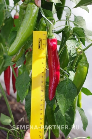 Перец острый ЭДВИН F1 5шт