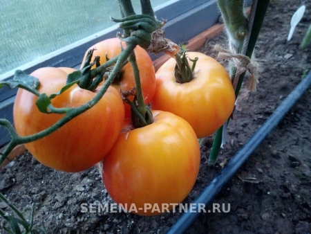 Томат СОКРОВИЩЕ ИНКОВ F1 2-ной пак. 10шт