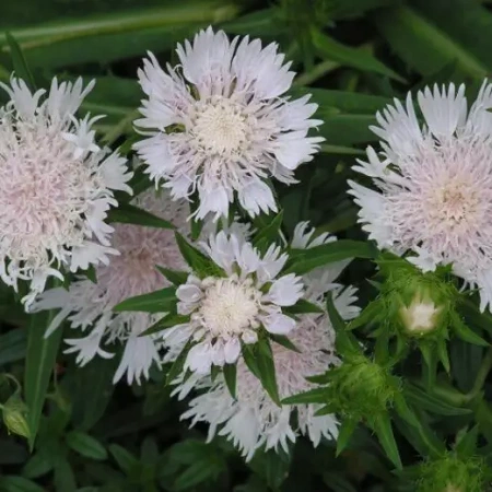 Василек мускусный Альба Германия Pro 0,5г