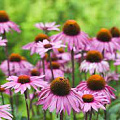 Эхинацея Эхинацея