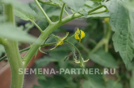 Томат РОЗОВЫЙ ШАР 2-ной пак. 10шт Томат РОЗОВЫЙ ШАР 2-ной пак. 10шт