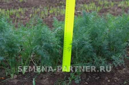 Укроп ХАНАК 2г