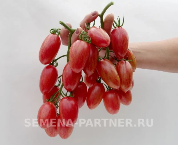 Томат РОЗОВЫЙ КОТЯ F1 2-ной пак. 10шт (снова в продаже) Томат РОЗОВЫЙ КОТЯ F1 2-ной пак. 10шт (снова в продаже)