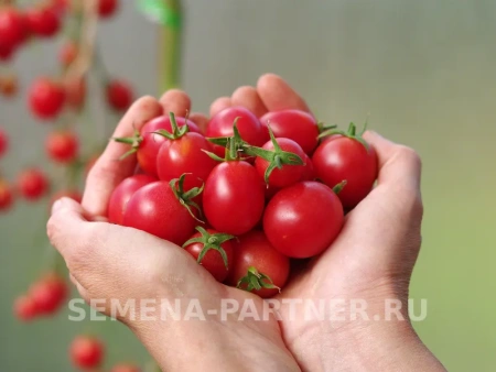 Томат ЗИМНЯЯ ВИШНЯ F1 2-ной пак. 10шт