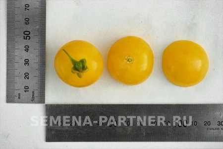 Томат черри ДОКТОР КЭРОЛИН 2-ной пак. 10шт