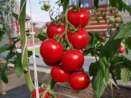 Томат МИРАНДАЛИНА F1 2-ной пак. 5шт