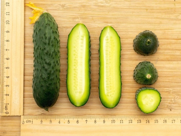 Огурец ДРУЖНЫЙ F1 10шт