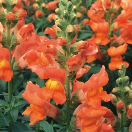 Львиный зев Абрикосендольде Германия Pro 0,2г