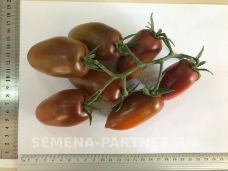 Томат БУРЫЙ САЛАДЕТ F1 2-ной пак. 5шт Томат БУРЫЙ САЛАДЕТ F1 2-ной пак. 5шт