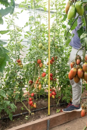 Томат МАРСЕЛОН F1 2-ной пак. 5шт