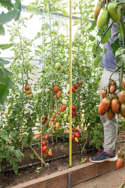 Томат МАРСЕЛОН F1 2-ной пак. 5шт